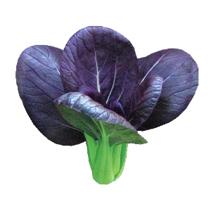  绿光味影 紫叶小白菜 紫钻白菜 紫色小白菜 有机新鲜生态蔬菜