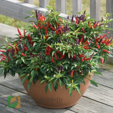 寿光蔬菜种子梦都莎观赏椒盆栽蔬菜种籽四季盆栽春季阳台禾之元在类目 农用物资, 种子/种苗, 蔬菜种子中 - 来自Buy2taobao.com提供专业的淘宝代购服务
