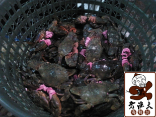  冲钻包邮公母混 威海赤甲红野生鲜活海鲜螃蟹海蟹青蟹类肉鲜美