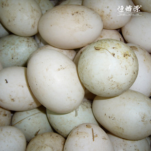  恒蜂源 新鲜鸭蛋 土鸭蛋 山间散养 正宗草鸭蛋