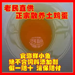  老农直供土鸡蛋 440亩散养 喂食海鲜小鱼 散养蛋 果园蛋 草鸡蛋