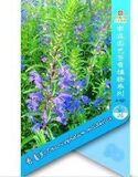 彩包6 A021香青兰]花卉种子 香草 芳香