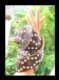 咖啡色、深棕色韩版休闲个性牛皮带