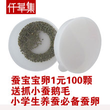 蚕卵/蚕种/春蚕/蚕子/0.01元1颗 赠送抓小蚕鹅毛 学生养蚕蚕种