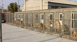 犬只训练管理3000元/月