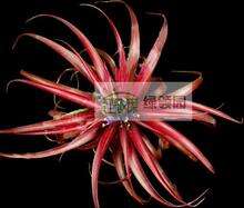 ��������-Tillandsia abdita Mexican form ��Ů���ֿ����͡��꡿