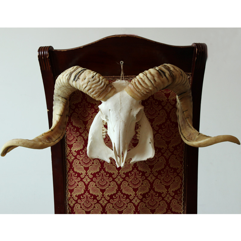 Tibet natural Pure handwork Wall hanging skull specimen Sheepshead decorate Decoration Lucky characteristic handicraft giftin the Arts and crafts , Minority handicrafts , Tibetan characteristics , Other category - from Buy2taobao.com to provide professional Taobao agent buy service