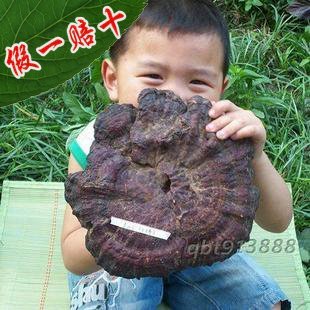  野生灵芝！正品野生赤芝/野生灵芝菌/带柄赤芝假一赔十！泡酒料