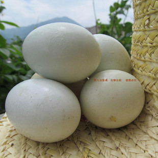  神农架深山农家散养乌鸡蛋 绿壳蛋 土柴蛋绿皮蛋喜蛋天然青绿色
