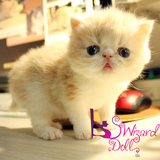 taobao english 10605148556