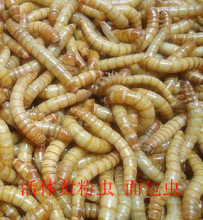 黄粉虫 面包虫 天然活饵 活体  0.01元/条 买一赠一