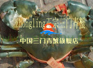  青蟹 三门海鲜 节日送礼 三门青蟹 公蟹 特色蟹 海鲜螃蟹青蟹