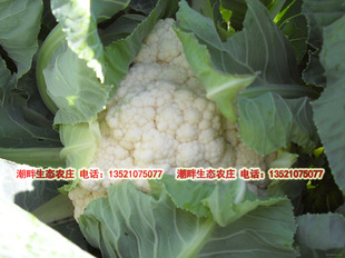  自产有机肥种植无农药新鲜花菜菜花花椰菜 蔬菜 现摘