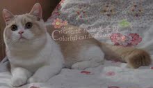 【英国短毛猫】CFA总冠军DW GC血统英短CFA绿纸乳白双色加白萌猫