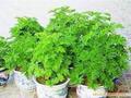 冲三金冠 正品香草种子驱蚊草 除虫草 驱蚊草种子 驱虫香草50g