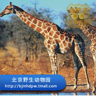 点门票 旅游景点门票 北京动物园电子票团购 北
