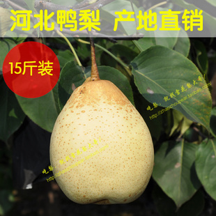  鸭梨梨河北新鲜有机水果水嫩汁多止咳润肺胜烟台苹果莱阳梨南国梨