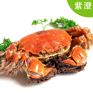  紫澄牌正宗阳澄湖大闸蟹直销 公螃蟹3.5-3.6两 8只起拍 满十送一