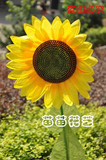 30cm向日葵 仿真花向日葵 太阳花 舞台道具 仿真花 舞蹈道具