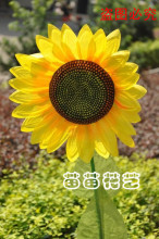 30cm向日葵 仿真花向日葵 太阳花 舞台道具 仿真花 舞蹈道具