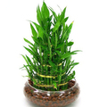 盆栽水培植物 富贵竹 竹塔 塔竹 盆栽植物 约1400克 阳台新居带盆