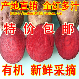  新鲜蔬菜水果 有机甜菜根 新鲜红菜头 紫菜头江浙泸6斤起包邮