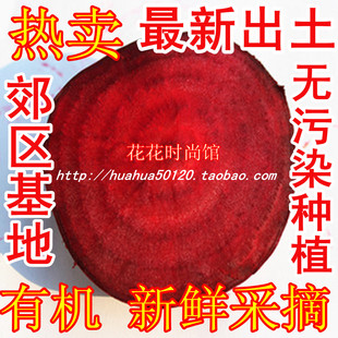  北方种植正宗新鲜有机甜菜根 蔬菜红菜头紫菜头 新鲜拔起发