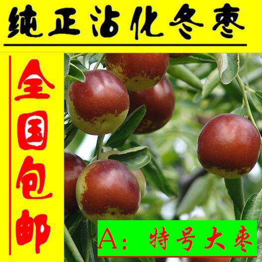 沾冬一号 新鲜有机水果沾化有机富硒冬枣 现摘现卖 5斤包邮 特级