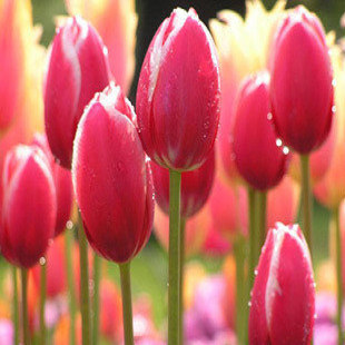 花卉/绿植盆栽,蔷薇绿化植物【青叶蔓】小叶扶