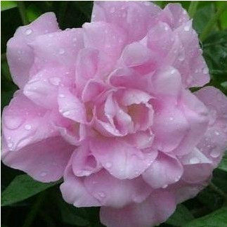 牡丹花苗 花卉 藤本牡丹 缠枝牡丹 牡丹新品种 俄罗斯牡丹四季花