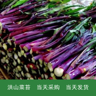  下雪了菜苔更好吃了！武汉特产洪山菜苔500克当天采购当天发货。