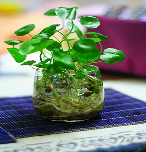 水培花卉植物★铜钱草★也可土种 (发根茎.没有叶子) 0.1元一颗