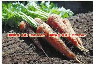  生态农庄自产有机肥种植无农药新鲜 有机蔬菜 露天种植胡萝卜