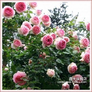 液 水培水生水养植物花果蔬菜桌面绿植盆栽花