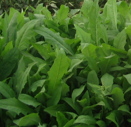 Soft Juicy Nutrition High protein Pasture Improved variety High yield selected France Sonchifolia Ma bitter vegetables Bitter shoppingin the Flower delivery/Flowers simulation/Plants gardening , Gardening supplies , Other Garden Supplies category - from Buy2taobao.com to provide professional Taobao agent buy service