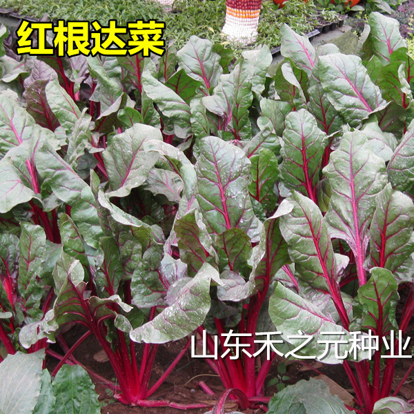 红根达菜种子寿光蔬菜 莙达菜 红梗菜种子保健蔬菜种籽花青素野菜在类目 农用物资, 种子/种苗, 蔬菜种子中 - 来自Buy2taobao.com提供专业的淘宝代购服务