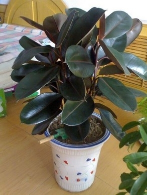 室内花卉绿植 橡皮树盆栽 黑金刚吸甲醛净化空