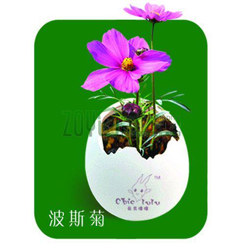波斯菊