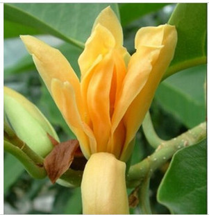 Green saplings, Yellow orchid seedlings,Yellow orchid sapling,Mian Huang Gui Miaoin the Flower delivery/Flowers simulation/Plants gardening , Garden Plants/Trees/Fruit tree, Foliage/Flowering Shrubs category - from Buy2taobao.com to provide professional Taobao agent buy service