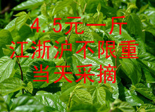 蚕/蚕宝宝 补品桑叶/小蚕/养蚕桑叶/新鲜桑叶 现摘4.5元一斤