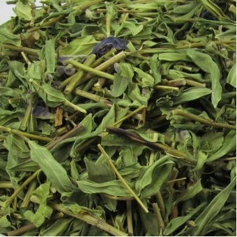 延庆特产 野生黄芩茶 黄金茶 批发山区花草茶保