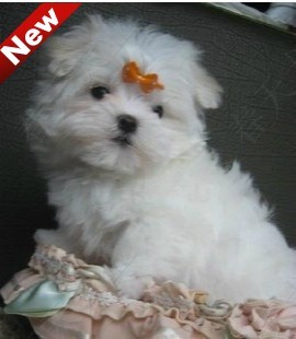 北京纯种马尔济斯犬幼犬出售白色梗犬疫苗已做宠物狗狗名犬|ruв категории животное/Животное питание и принадлежностей, собака - от Buy2taobao.com для оказания профессиональной услуги покупки агента Taobao