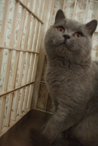 星星猫苑┓CAA注册猫舍猫咪宝贝节育<em>手术</em>KC