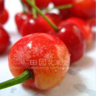 樱桃树苗 南方果树苗 果苗 盆栽品种 大红灯大型 樱桃苗当年结果