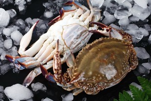  大连母飞蟹 海蟹产地 梭子蟹 海鲜螃蟹 