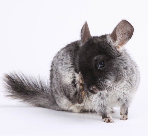 Best pet Dragon Dragon cat baby standard gray Gong Long male and female dragons cats pets