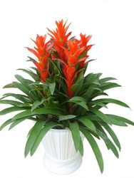 盆栽凤梨 北京花卉 鸿运当头盆花 节日最佳盆花