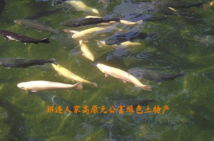 甘肃特产高原 新鲜虹鳟鱼 淡水三文鱼冷水鱼老