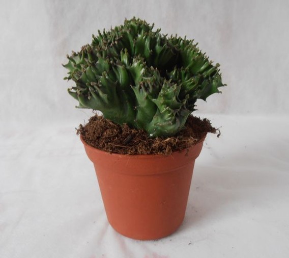 【多肉植物缀化】 最新排行榜_用户33135053