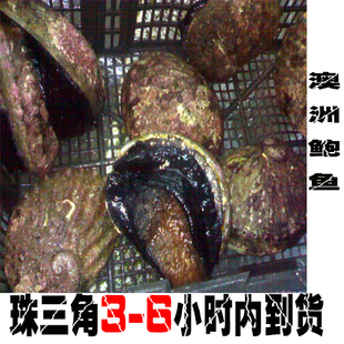 生猛 进口 鲍鱼 澳洲鲍鱼  澳鲍  喜宴聚餐 首选水产品